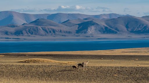 A scenic landscape of a beach with deers on it and a lake and mountains in the background