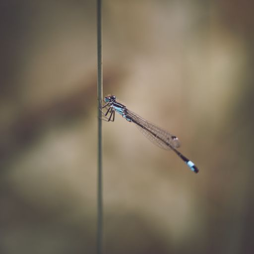 A closeup shot of a Pseudagrion damselfly on a grass straw against a blurred background