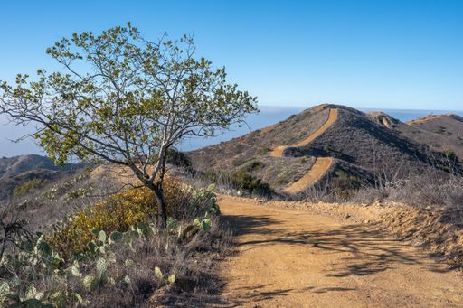 A single tree with a view of the Trail Catalina Island California