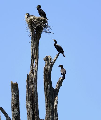 A vertical shot of the cormorants' nest on the dry tree against the blue sky.