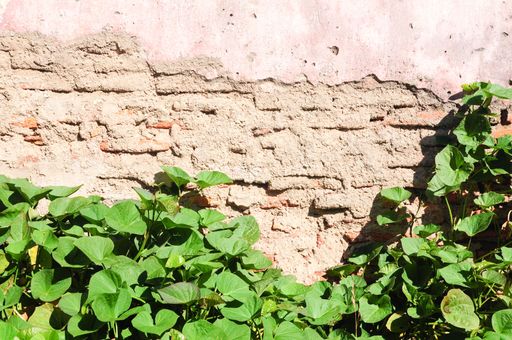 A closeup shot of an old brick wall next to a climbing vine