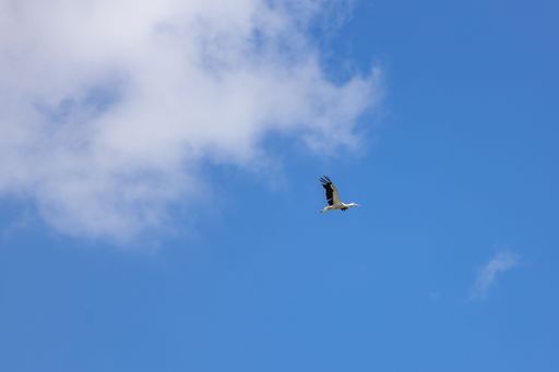 A bird flying in a blue pure sky