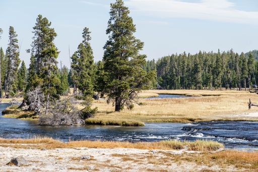 A flowing geyser and hot springs near trees in Yellowstone National Park
