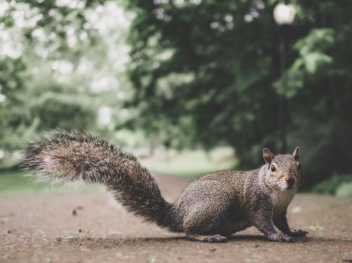 A closeup shot of an Eastern gray squirrel standing on the ground with a blurred background