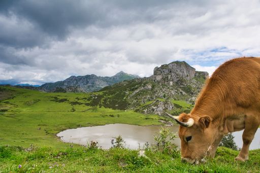 A cattle grazing in a pasture in a mountainous area on a cloudy day