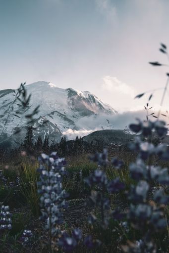 A vertical shot of field flowers and beautiful snowy mountains in the background