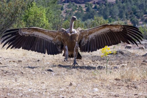 The Griffon vulture with its arms open in a field captured on a sunny day