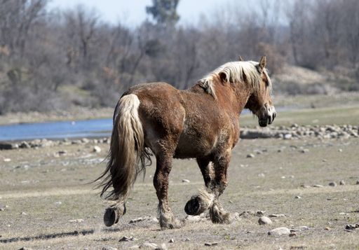 A brown-colored horse running in a field on a sunny day