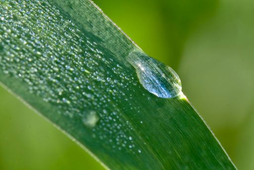 A macro shot of dew drops on a green leaf
