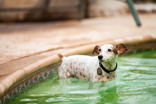 The view of a Jack Russell Terrier wearing a collar belt while swimming in the pond