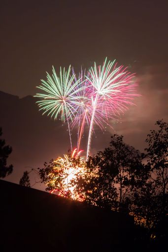 A vertical view of tree silhouettes before the colorful fireworks in the night sky