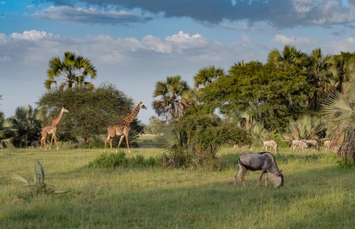 A panoramic view of giraffes and wildebeests in the national parks of Serengeti Ngorongoro in Tanzania