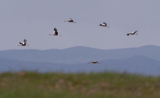 A breathtaking shot of the white storks in flight in Badajoz, Spain