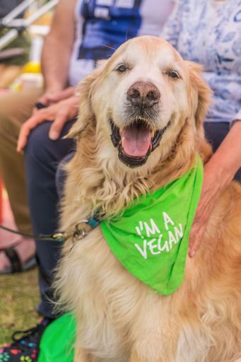 A closeup of a cute dog wearing a green scarf with the text 'I am a Vegan' at Adelaide Vegan Festival.