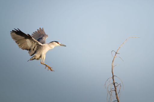 A low angle shot of a black-crowned night heron bird flying to a branch