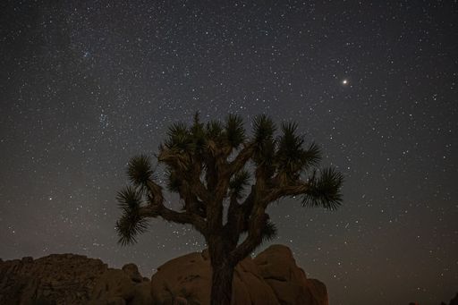 A beautiful shot of a Joshua tree at night under a starry sky at National Park, California
