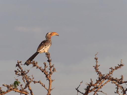 A yellow-billed hornbill perching on the branch under the gray sky in Etosha National Park, Namibia