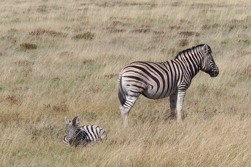 The two zebras lying and standing on the dry grass in Etosha National Park, Namibia