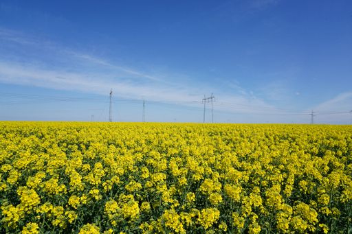 A breathtaking view of dense yellow rape field under blue and white sky