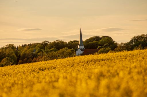 A church in the countryside during golden hour surrounded by rapeseed field full of yellow flowers
