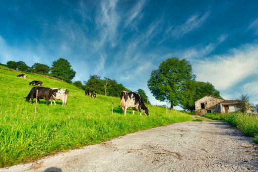 A flock of cows grazing on a field in Valles Pasiegos, Picos de Europa, Cantabria