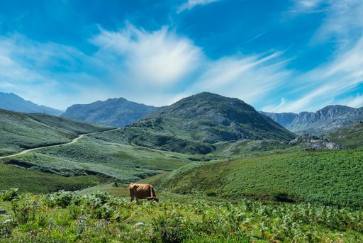 An aerial view of a cow grazing on a field in Valles Pasiegos, Picos de Europa, Cantabria