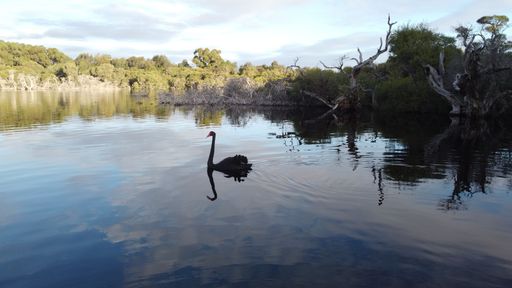A beautiful shot of black swan gracefully swimming in lake with reflection on surface under blue cloudy sky