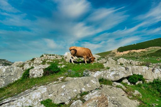 A low angle shot of a cow grazing on a rocky field in Valles Pasiegos, Picos de Europa, Cantabria