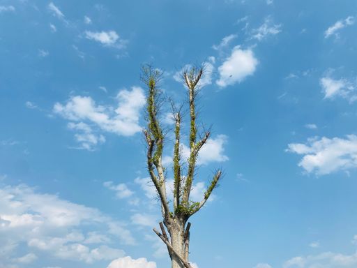A low angle shot of a beautiful tree against a blue cloudy sky