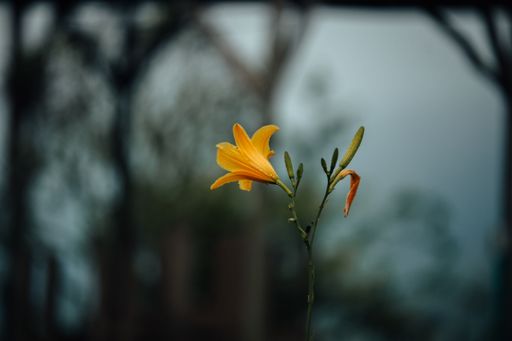 The macro view of a yellow day lily flower growing before the blurred background