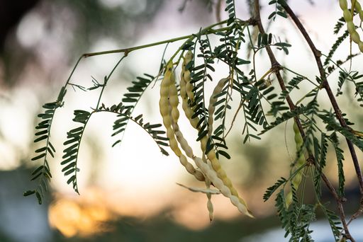A closeup of mesquite beans growing on thin tree branches on a blurred background at sunset