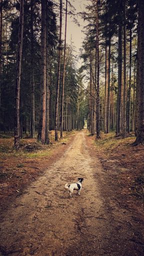 A vertical shot of a dog walking on a dirt road in the middle of a forest