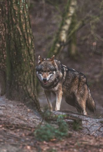 A vertical shot of wolf standing and looking at camera near tree in forest