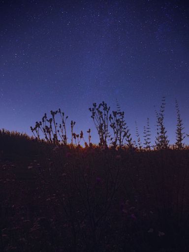 A vertical shot of night starry sky over plants and flowers on Altai nature