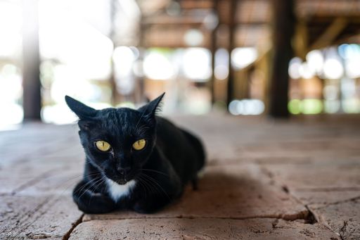 The close-up view of a black kitten laying on the ground staring to the front