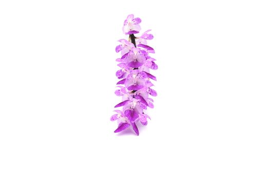 The close-up view of a purple Chinese wisteria plant flower detail isolated on the white background