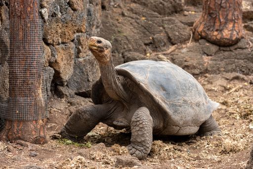 A large giant tortoise with its enormous size native and unique to the Galapagos Islands
