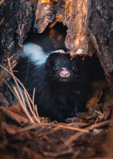 The vertical view of a striped skunk hiding in the tree