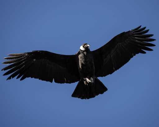 A closeup of a black Andean condor flying in the blue sky