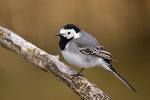 A selective focus shot of a White wagtail (Motacilla alba) on a branch