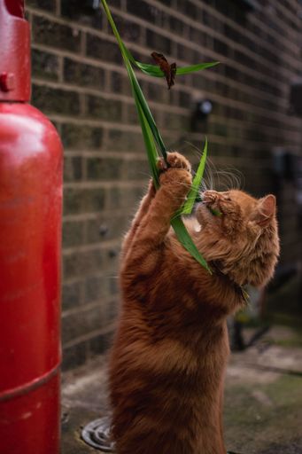 Cute Ginger Kitten playing with a long leaf off a plan in a traditional country garden. Batting the leaf or flower. Playful, feisty, lively, focussed