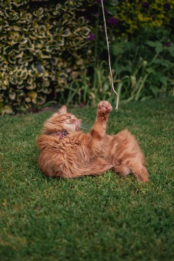 Cute Ginger Kitten playing with a piece of string in a traditional country garden. Batting the string. Playful, feisty, lively, focussed.