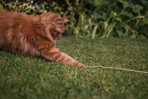 Cute Ginger Kitten playing with a piece of string in a traditional country garden. Batting the string. Playful, feisty, lively, focussed.