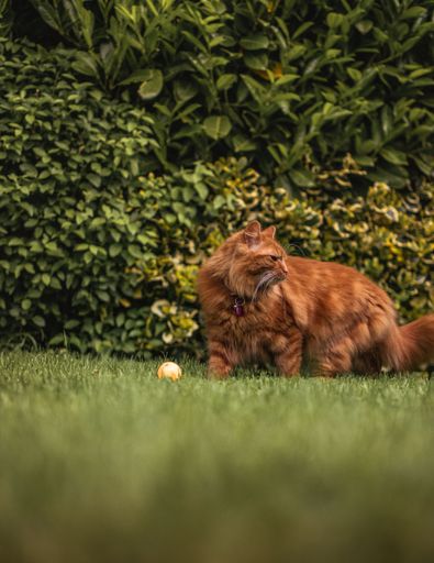 Cute Ginger Kitten in a traditional English summer garden, looking away from the camera- disinterested, pensive, intrigued, alert, twitchy.