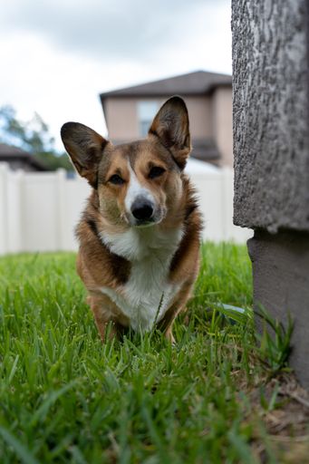 A vertical closeup shot of a Pembroke Welsh Corgi standing on the grass in a park