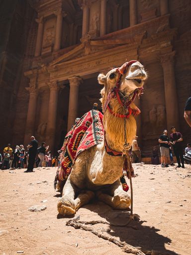 A vertical shot of a decorated Bedouin  camel resting near the Treasury Al Khazneh Jordan, Ancient Petra