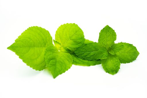 The close-up view of green Mexican peppermint leaves isolated on the white background