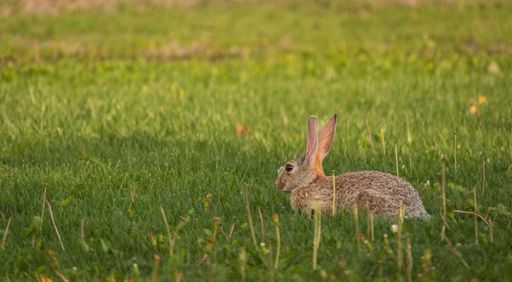 A vertical shot of a Rabbit - Bunny at Fain Park surrounded by green grass in Prescott Valley Arizona eating dandelions