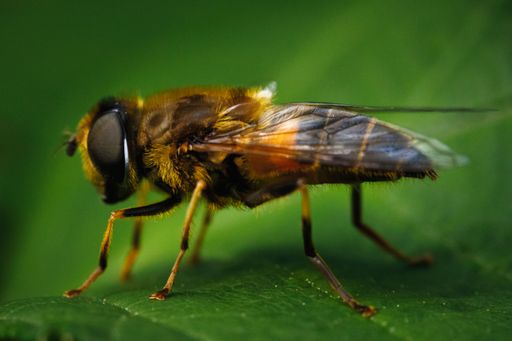 A selective focus shot of a bee on a leaf