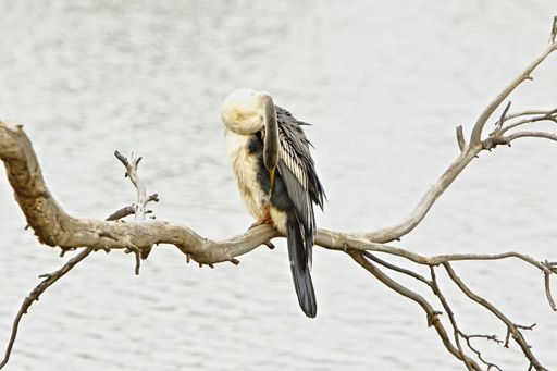A closeup of a bird sitting on a dry branch by the sea on a blurred background